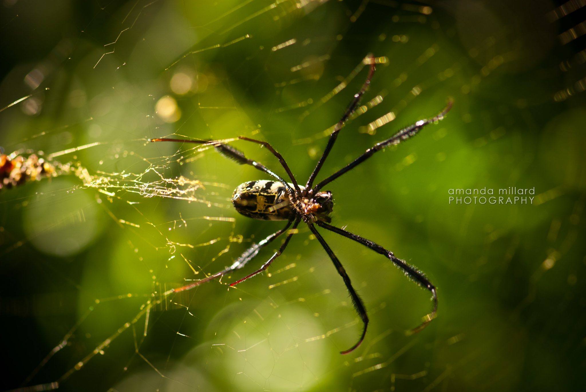 Golden Orb spider macro