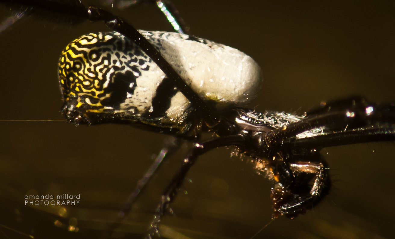 Golden Orb spider macro