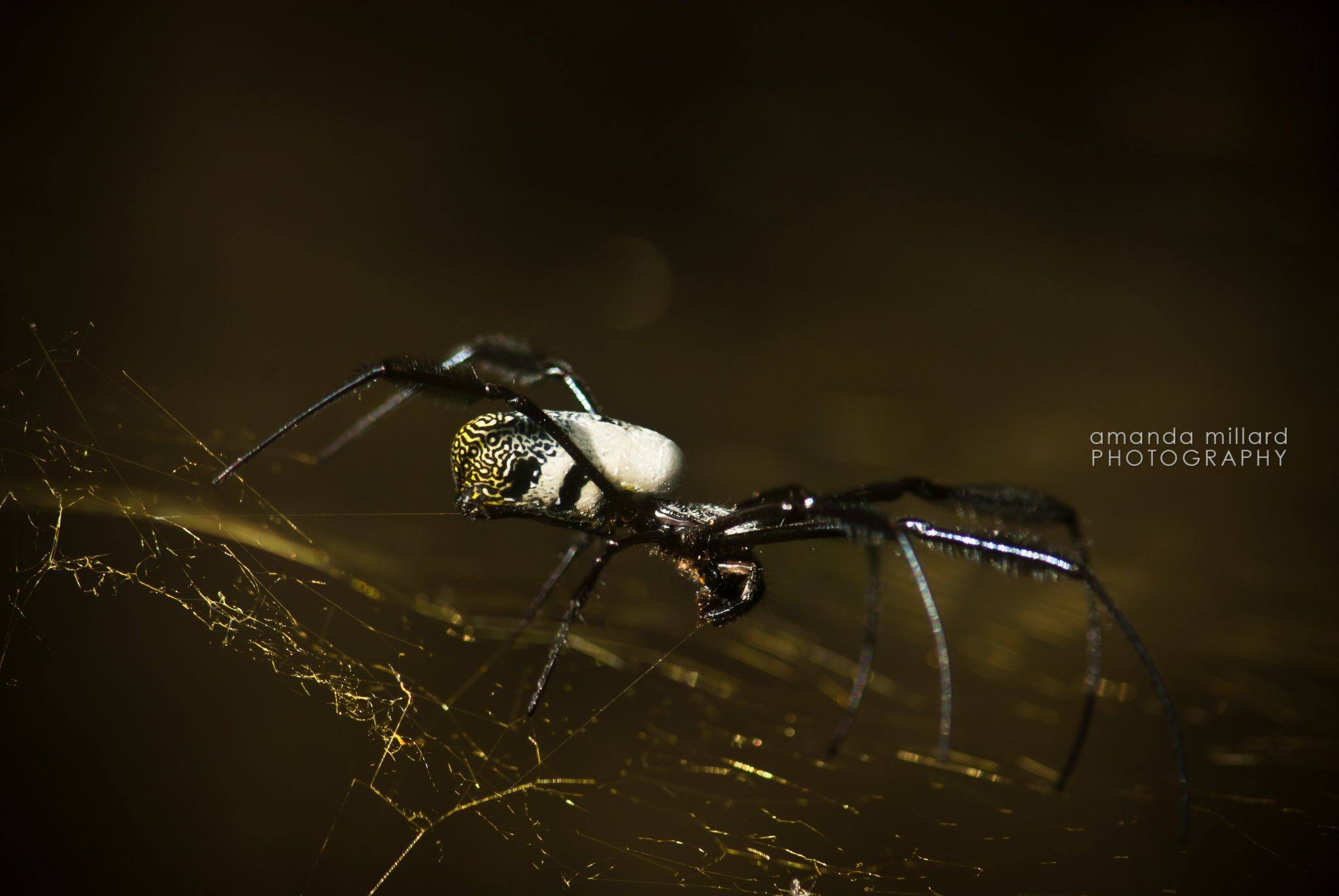 Golden Orb spider macro