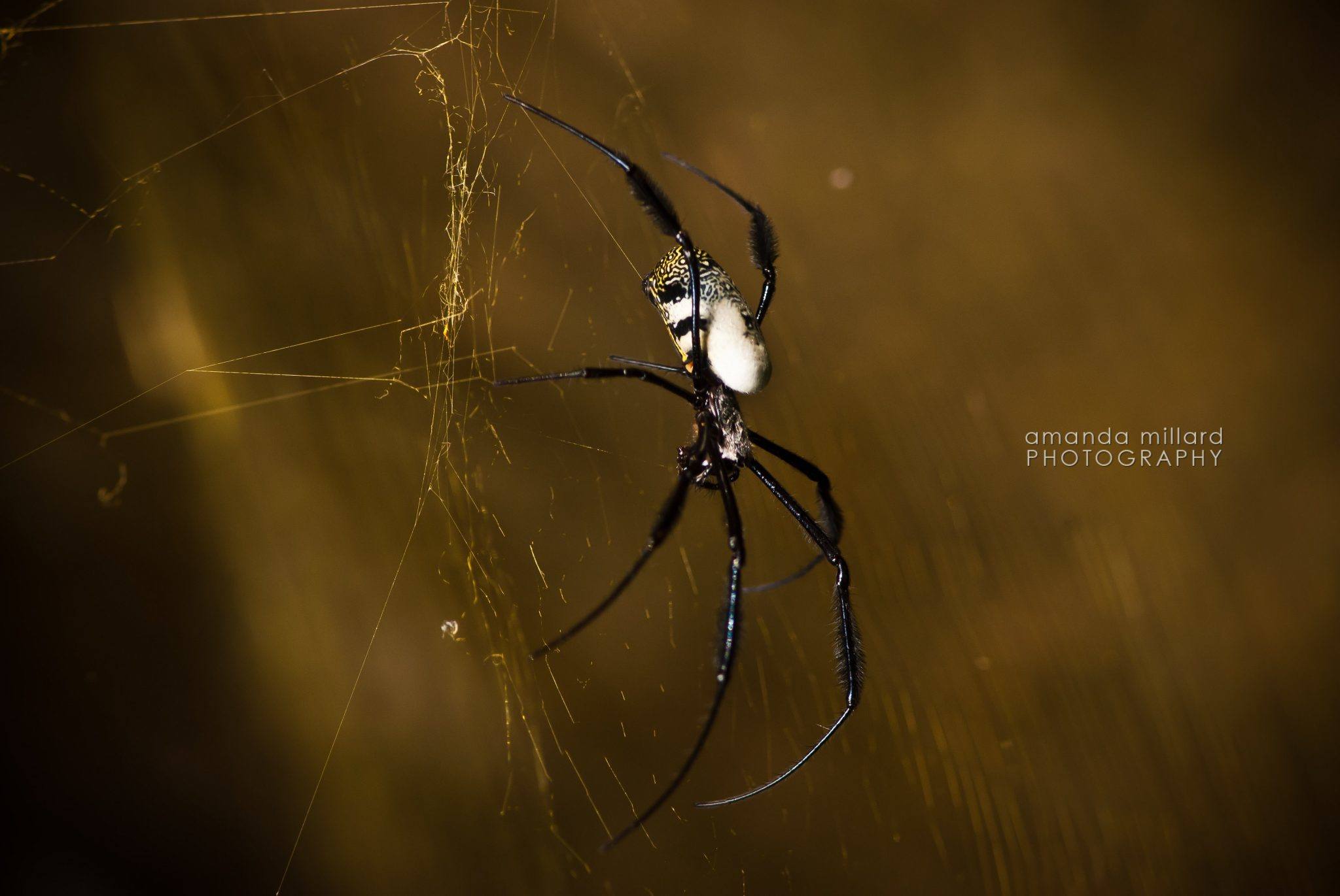 Golden Orb spider