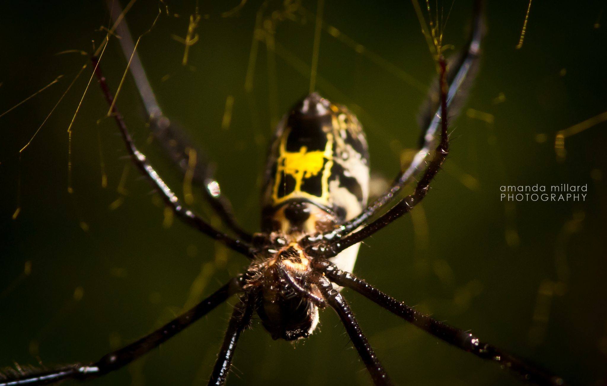 Golden Orb spider macro