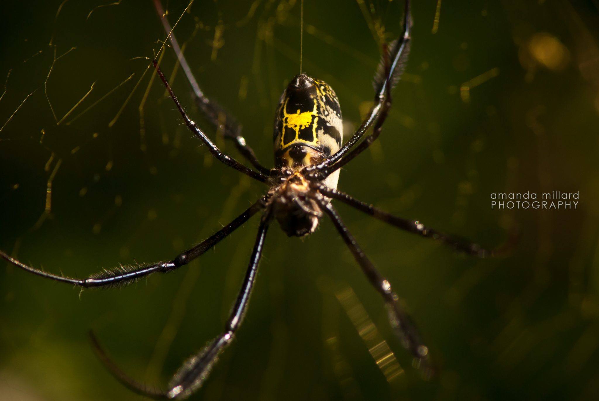 Golden Orb spider macro