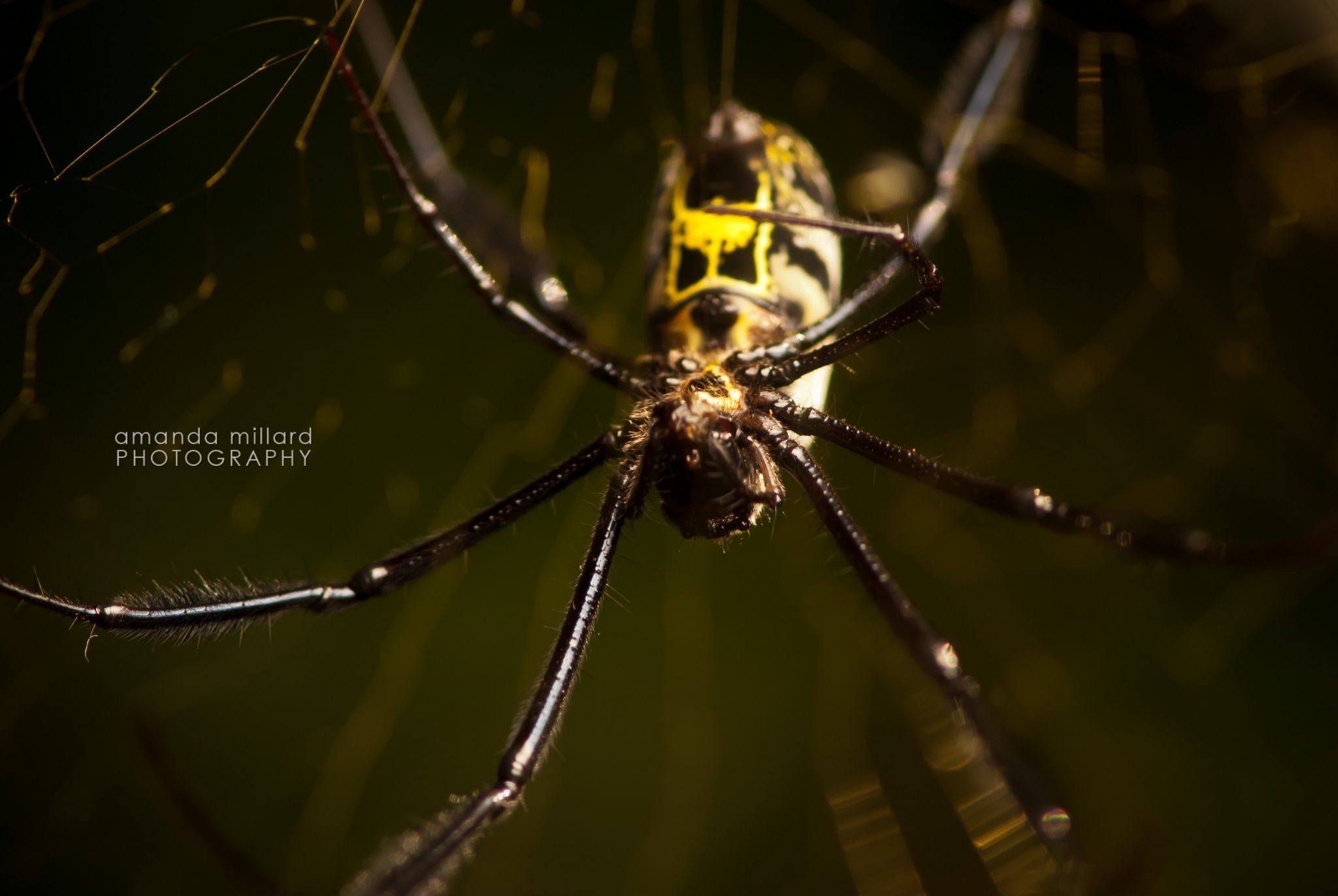 Golden Orb spider macro