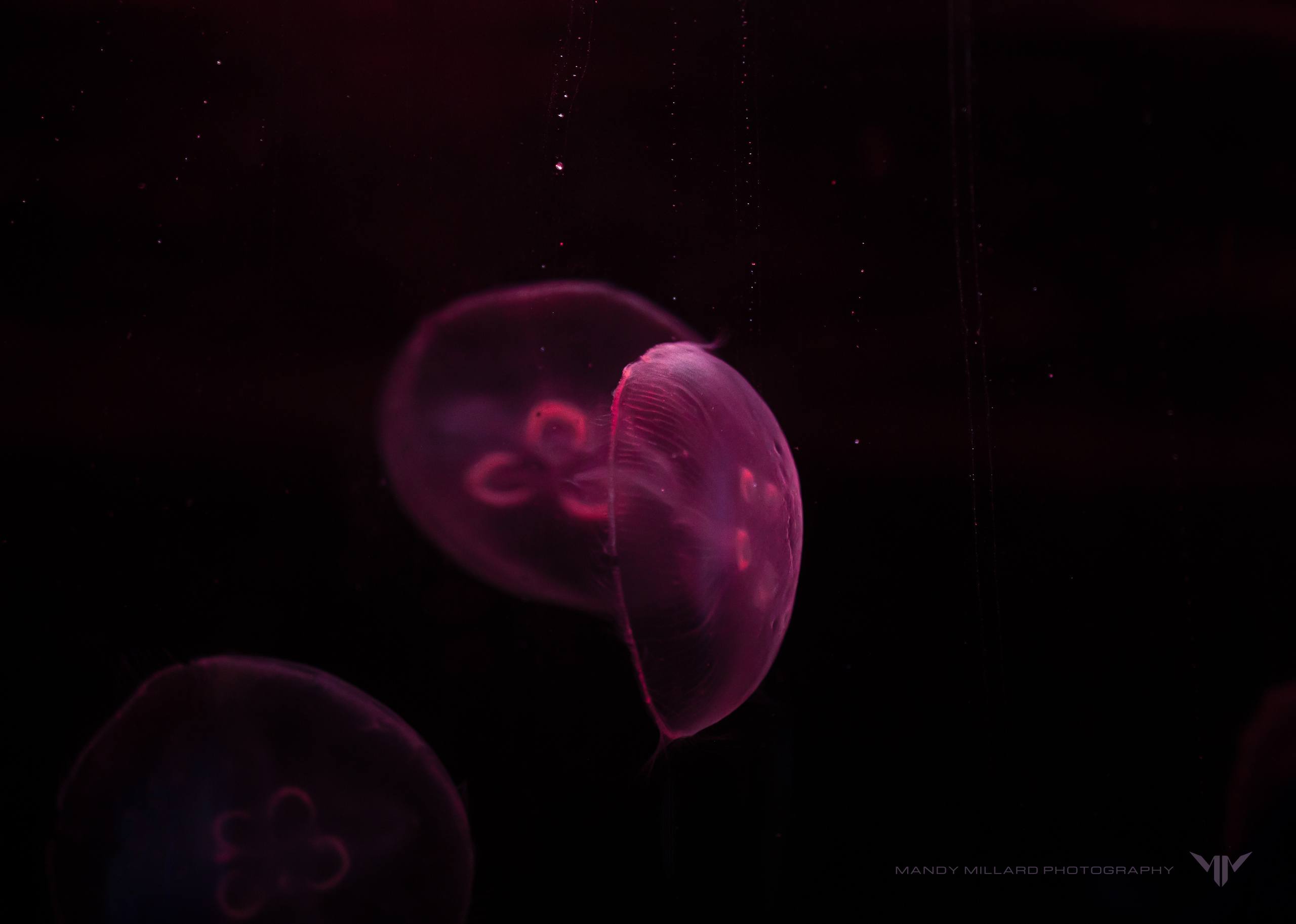Fine art photo print ocean theme jelly fish
